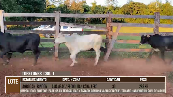 Lote LOTE 22  - 30 TORETONES