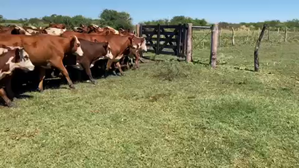 Lote 50 Novillos en Esquina, Corrientes