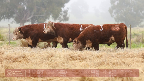 Lote ORDEN 22 TOROS DE LOTES