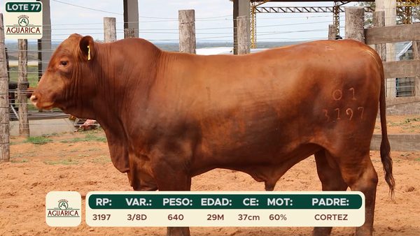Lote LOTE 77