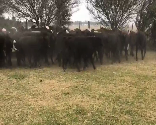 Lote 60 Terneros en Quimilí, Santiago del Estero