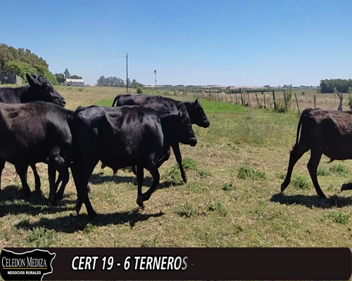Lote (Vendido)6 Terneros 5AA X HO,  1 AA X KIWI 248kg -  en - RUTA 21 KM 233, GUILLERMO RODRIGUEZ -
