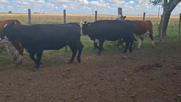 Lote VAQUILLONAS