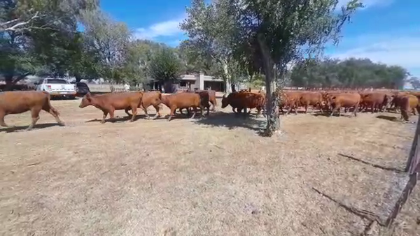 Lote 76 Vaquillonas P/ entorar en Gral. Paz, Buenos Aires