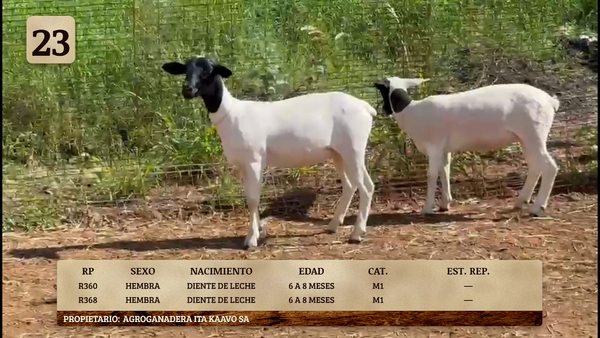 Lote LOTE 23