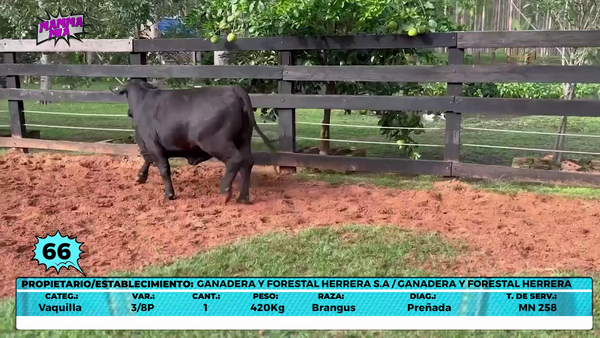 Lote LOTE 66- EN VIVO