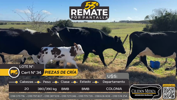 Lote 20 Piezas de cría en Rosario, Colonia