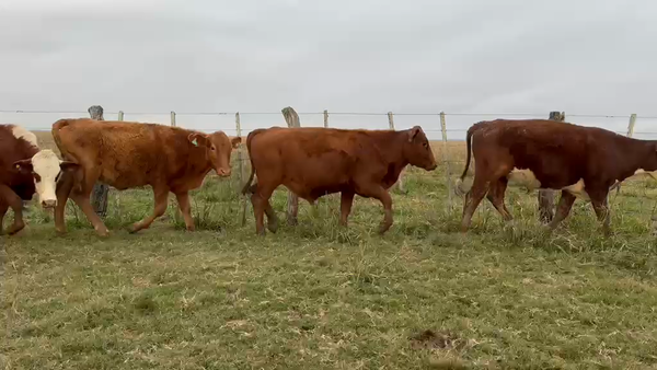 Lote 86 Novillitos