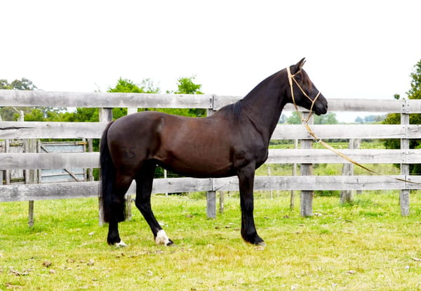 Lote Cachirla Ibiray