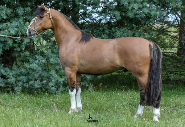 Lote Matute Caraguatá