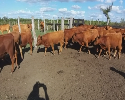 Lote 31 Terneras en Villaguay, Entre Ríos