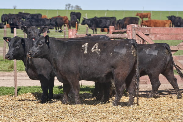 Lote "TRES MOLINOS" VAQUILLAS Con Servicio