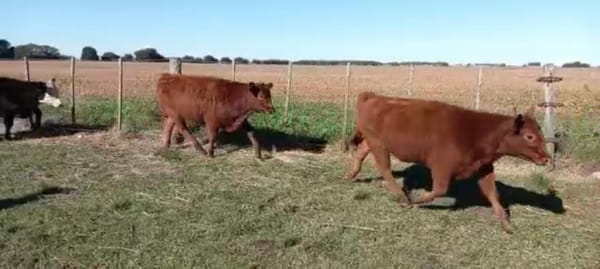 Lote 54 Novillitos y Vaquillonas de 265 Kgs en Loberia