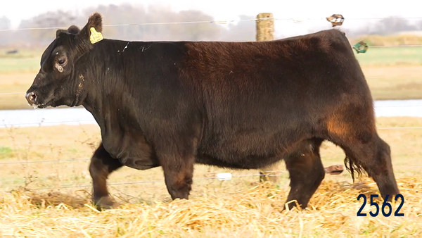 Lote Ternera