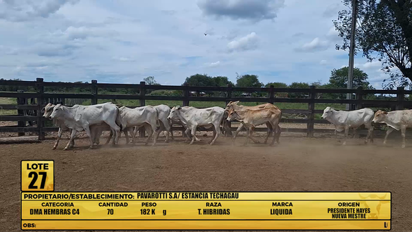 Lote LOTE 27