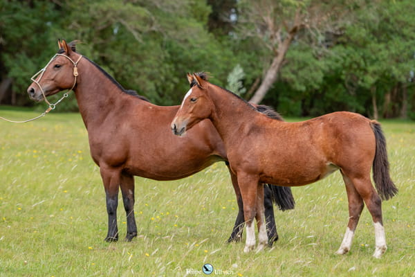 Lote JAGUEL TASMANIA