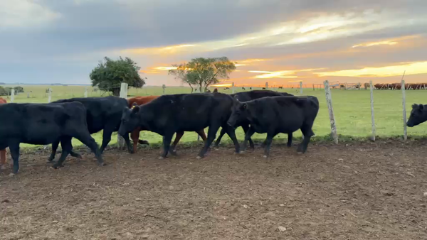 Lote VAQUILLONAS Y VACAS PREÑADAS