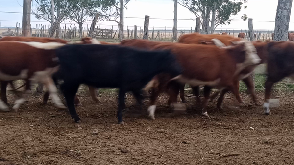 Lote 200 Terneras en Corrientes, Curuzu Cuatia