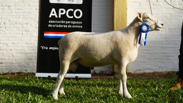 Lote Texel Expo Internacional 2022 - Lote 32