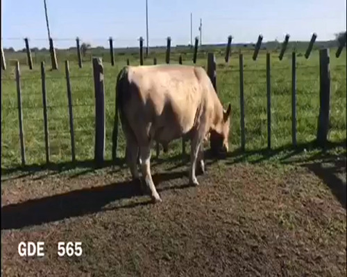 Lote 1 Toros en Punta Indio, Buenos Aires