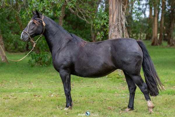 Lote JAGUEL UVA CHINCHE