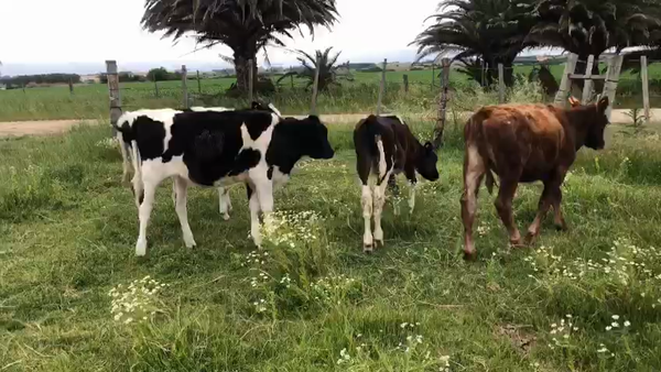 Lote (Vendido)4 Terneros en Colonia America