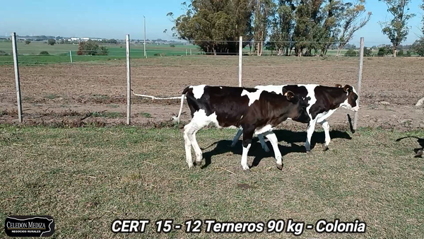 Lote 12 Terneros en Colonia