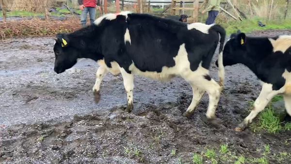 Lote 60 Novillo Engorda en Puerto Octay, X Región Los Lagos