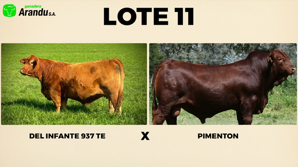 Lote LOTE 11