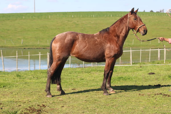 Lote SANTA GLORIA FLOR DEL PAGO