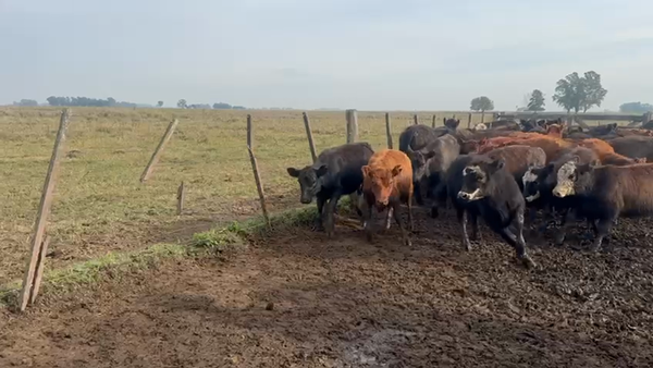 Lote 62 Terneras en Azul