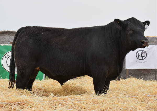 Lote TOROS PC