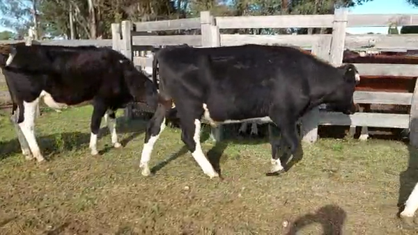 Lote 29 Novillos HOLANDO 440kg - , San José