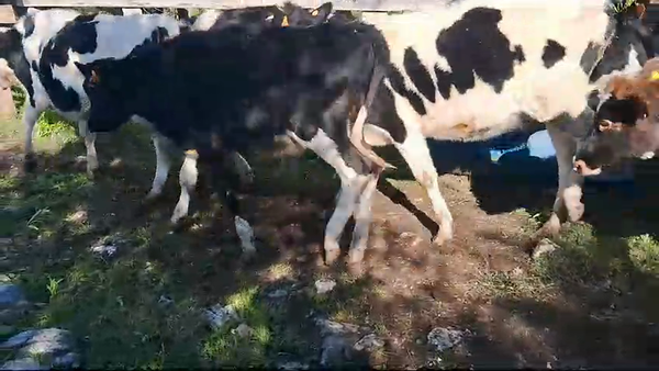 Lote 15 Terneras Holando en Ruta 1 Km 1100