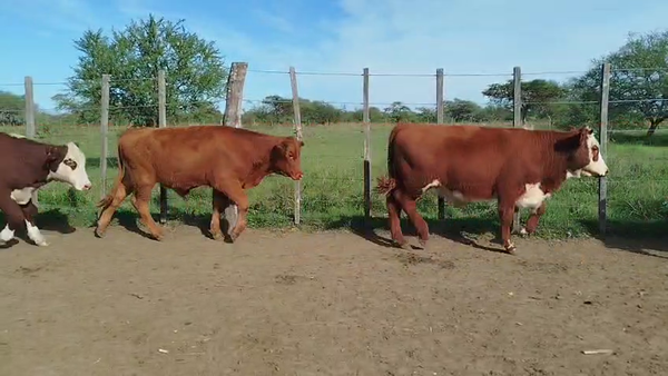 Lote 75 Terneros en Corrientes, Curuzú-Cuatiá