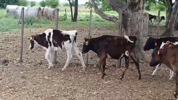 Lote (Vendido)18 Terneros Holando HOLANDO, Colonia