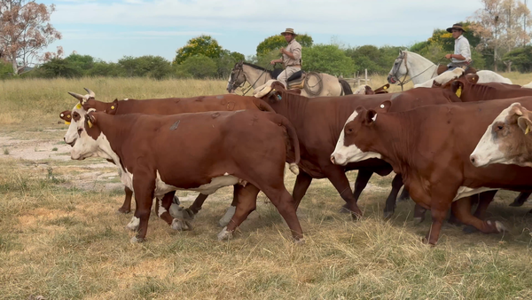 Lote 15 Vacas de invernar en Corrientes, Paso de Los Libres