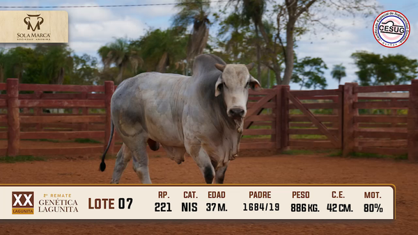 Lote Lote 7