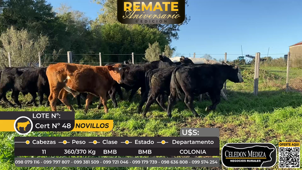 Lote 11 Novillos en Colonia