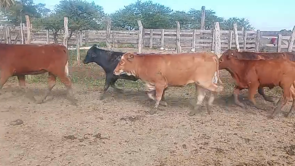 Lote 94 Novillitos y vaquillonas en Formosa, Formosa