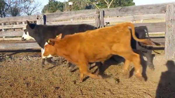 Lote 40 Terneros/as en Corrientes, Paso de Los Libres