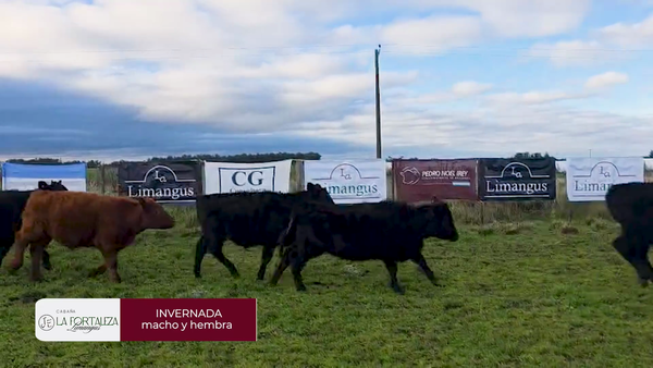Lote Terneros y terneras