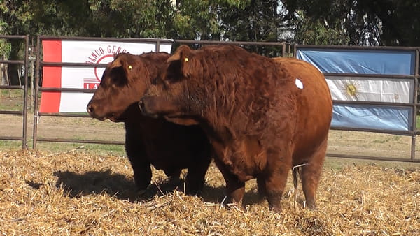 Lote TOROS ANGUS PURO DE PEDIGREE