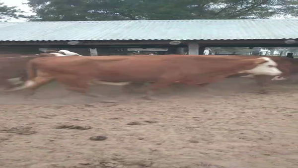 Lote 100 Vacas Vacías Braford en Saladas, Corrientes