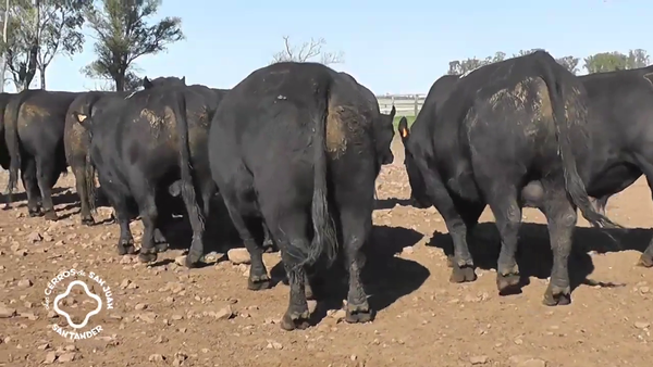 Lote TOROS ANGUS NEGROS