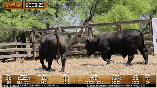 Lote LOTE 22 - VIVO