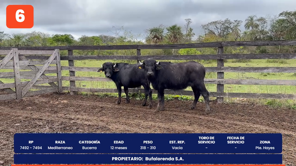 Lote LOTE 6