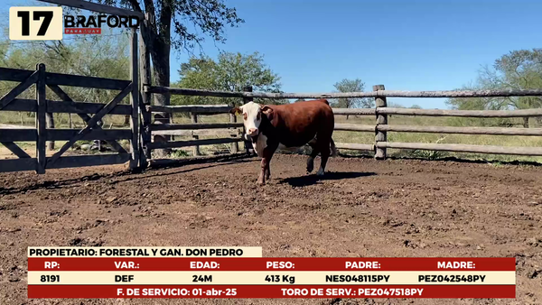 Lote LOTE 17 HEMBRAS DE CAMPO