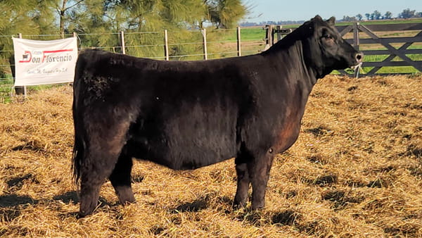 Lote HEMBRAS