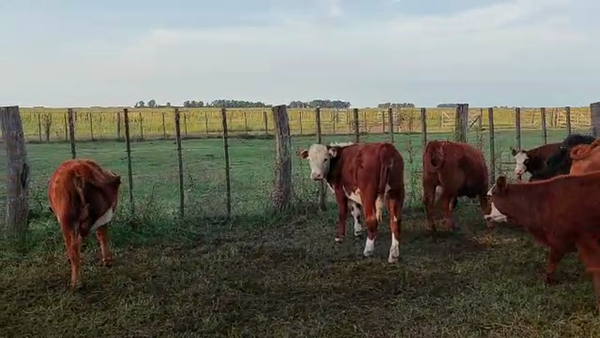 Lote 50 Terneras en Rauch, Buenos Aires